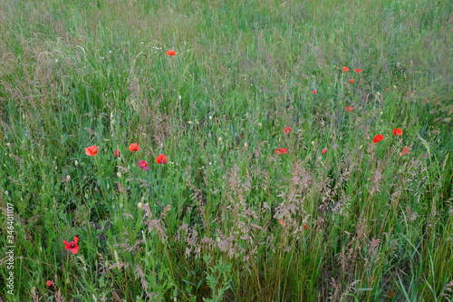 Red poppies bloom among a variety of field herbs.