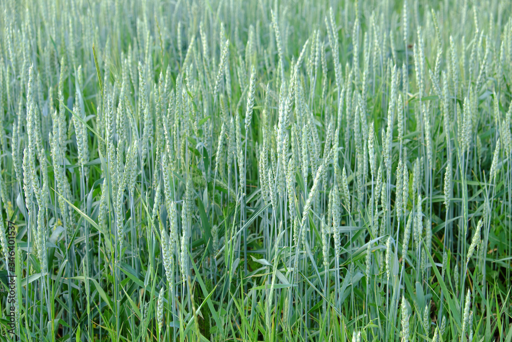 The stalks of immature wheat. Spikes as a background. The stalks of immature wheat. Spikes as a background.