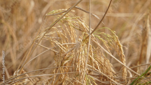 Golden Rice On the Field. Rice is the seed of the grass species Oryza glaberrima or Oryza sativa.