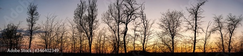 Silhouettes of trees at sunset