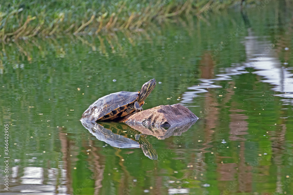Tortoise enjoying sun in middle of a lake Tortoise enjoying sun in middle of a lake