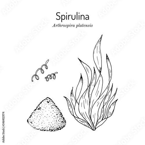 Spirulina arthrospira platensis , edible and medicinal seaweed