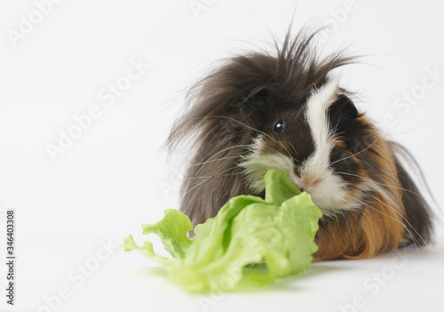 Closeup view of cute home pet guinea pig of two month old eating green salad leaves with appetite.