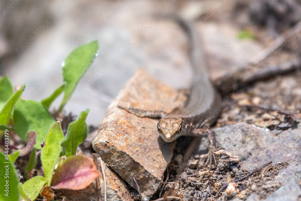 Lizard Darevskia alpina sits on a stone Lizard Darevskia alpina sits on a stone