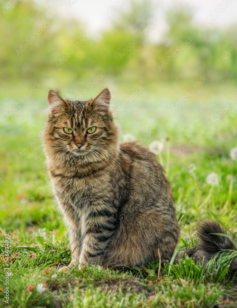 Tabby fluffy cat on a background of a sunny garden Tabby fluffy cat on a background of a sunny garden