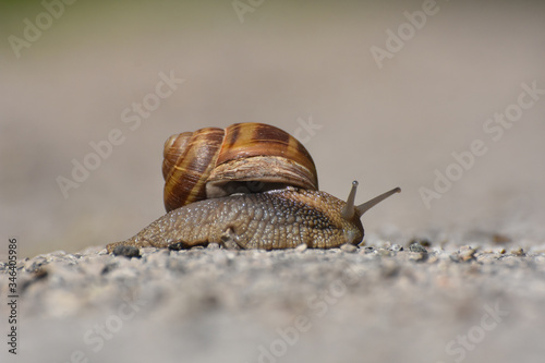 Big snail in shell crawling on road. Burgundy snail Helix pomatia or oman snail, Burgundy snail, edible snail or escargot