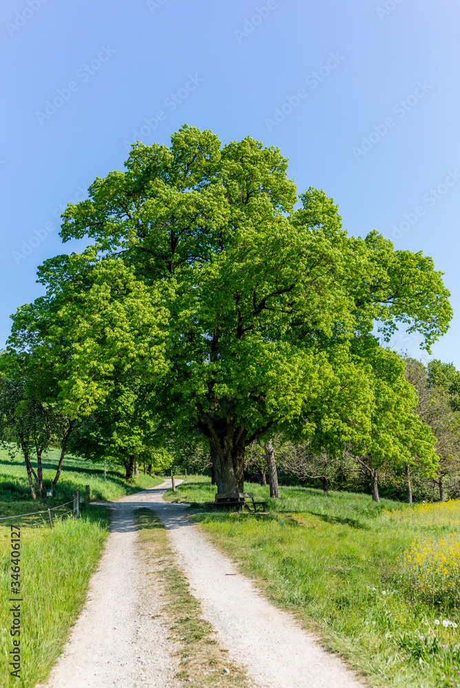 An old big tree on a countryside road in early spring in Switzerland