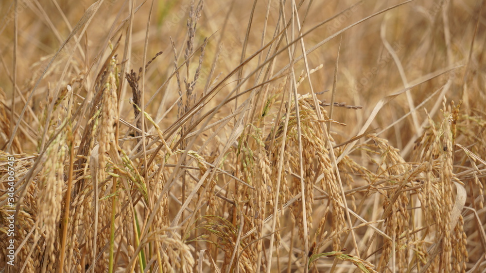 Paddy, also called rice paddy, small, level, flooded field used to cultivate rice in southern and eastern Asia. Paddy, also called rice paddy, small, level, flooded field used to cultivate rice in southern and eastern Asia.
