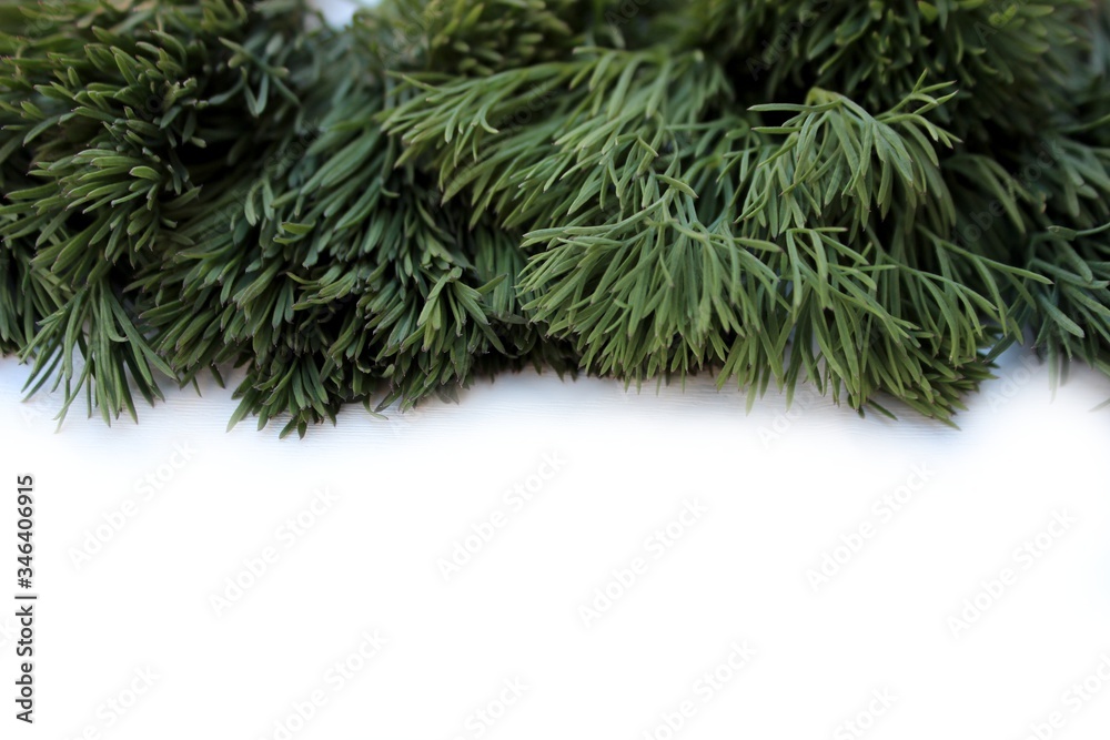 Dill frame isolated on white with place for text. Fresh greens, green salad and healthy nutrition. Different types of fresh garden herbs isolated on a white background