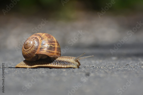 Big snail in shell crawling on road. Burgundy snail Helix pomatia or oman snail, Burgundy snail, edible snail or escargot