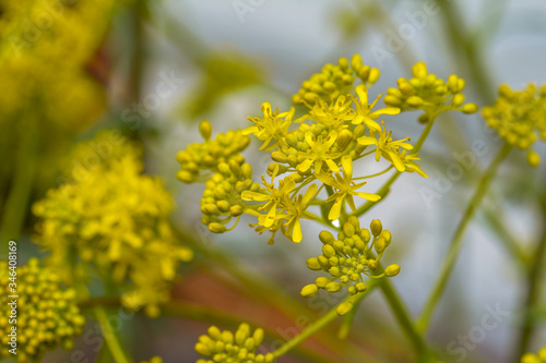 woad in flower (Isatis tinctoria) known also as dyer's woad or glastum. photo