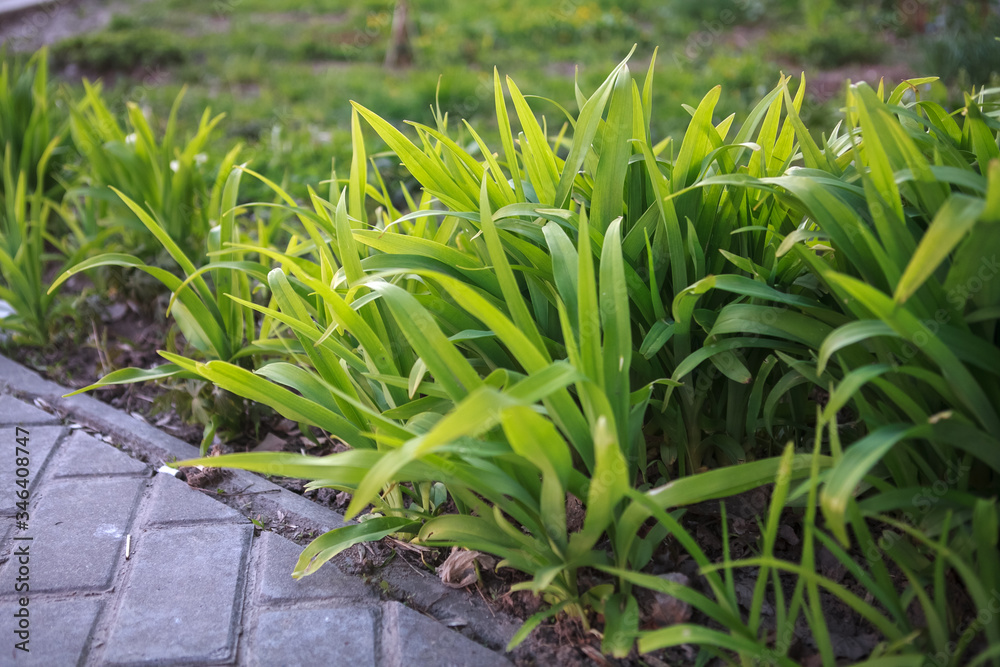 Obraz premium the flowers цветы