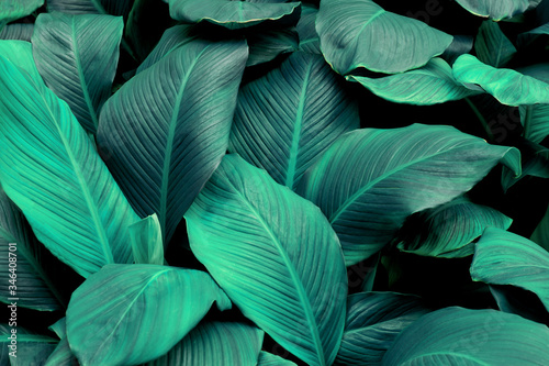 leaves of Spathiphyllum cannifolium  abstract green texture  nature background  tropical leaf