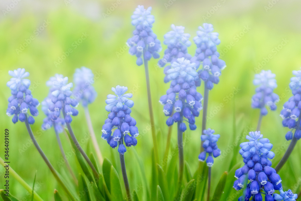 Fototapeta premium Muscari flowers close - up, background. Blue spring flowers