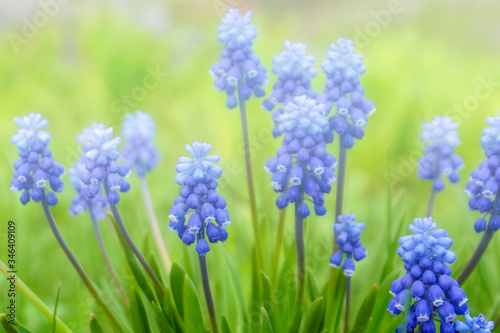 Muscari flowers close - up  background. Blue spring flowers