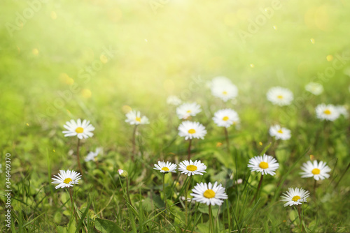 Field of daisy flowers in sunny day. 