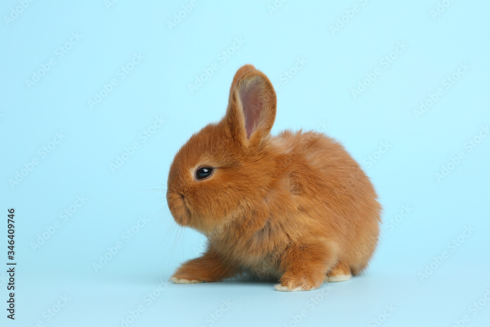 Adorable fluffy bunny on light blue background. Easter symbol