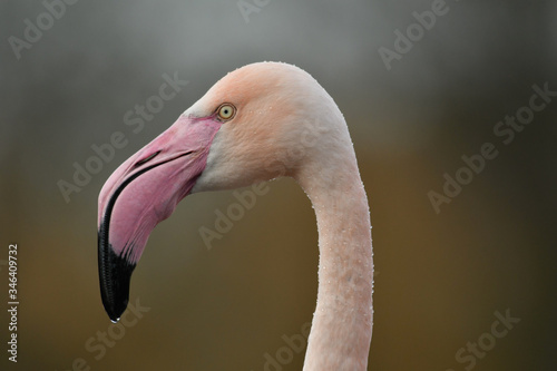 Face to face with Greater flamingo Phoenicopterus roseus 