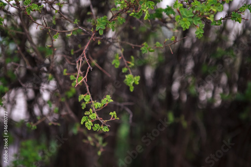 кусты цветущие flowering bushes 