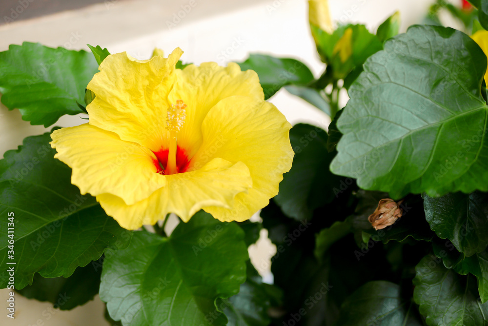 yellow hibiscus flower in the garden yellow hibiscus flower in the garden