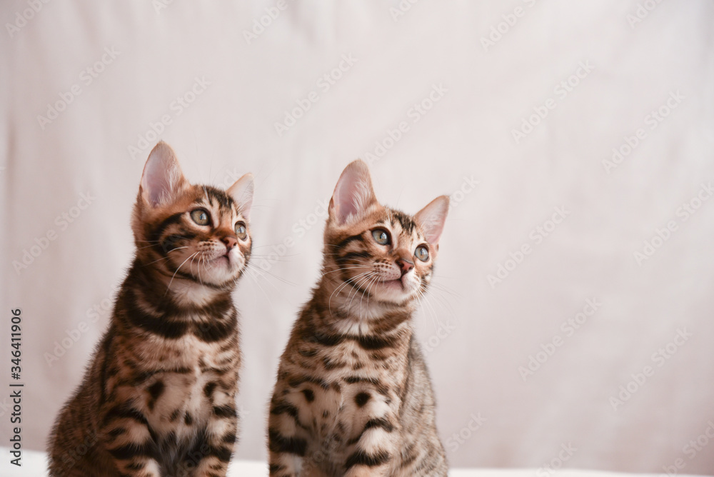 The kitten looks up carefully. Space for text. Bengal cat close-up.