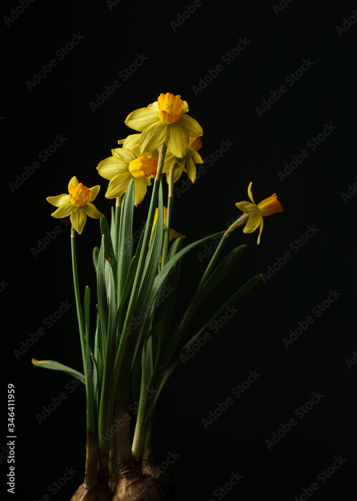Yellow daffodils with green stems and leaves close up, flower bulbs on black background Yellow daffodils with green stems and leaves close up, flower bulbs on black background