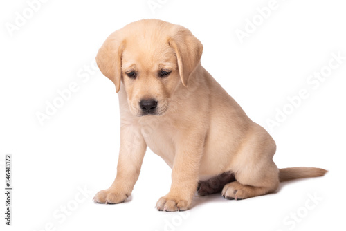 Adorable labrador puppy sitting on a white background