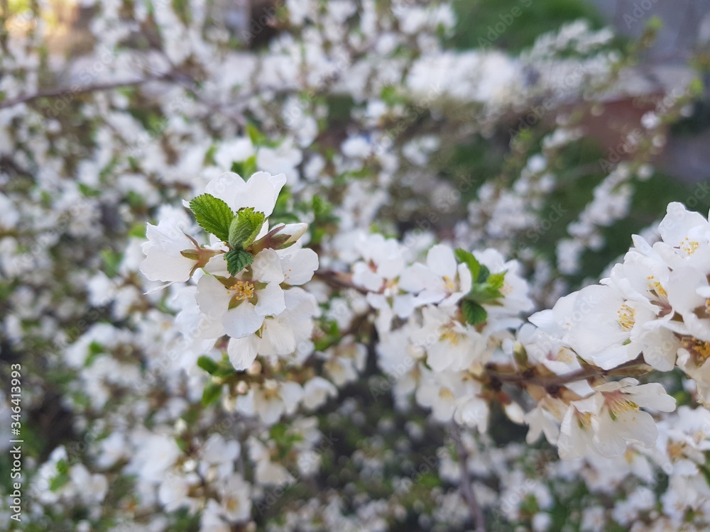 White flowers on a cherry branches