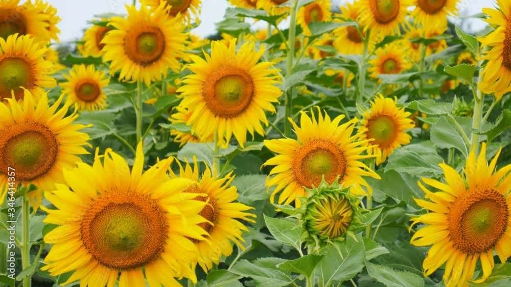 The beautiful yellow color of the sunflower field The beautiful yellow color of the sunflower field