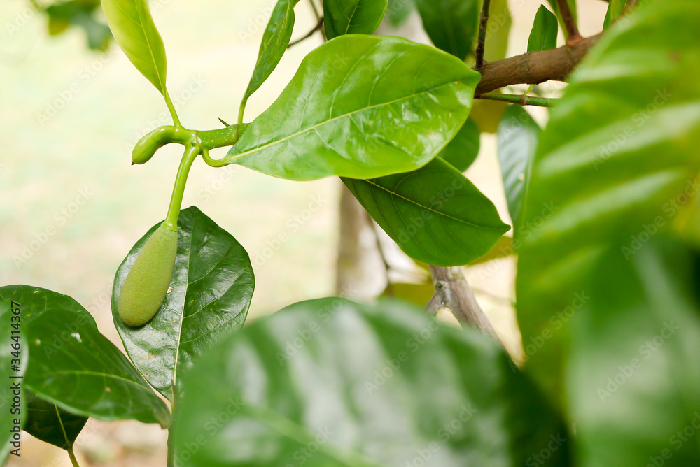 Fresh jackfruit tree and their leaf in background. young Jackfruits.In the garden Fresh jackfruit tree and their leaf in background. young Jackfruits.In the garden