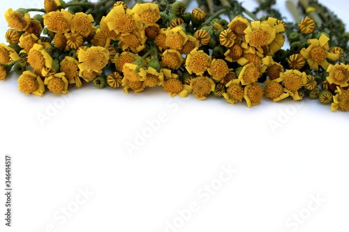 Obraz na płótnie Frame of meadow grass and yellow daisies isolated on white with copy space for text. Yellow flowers lined up on a white background. Background for postcards for Mother's Day, St. Valentine. w salonie