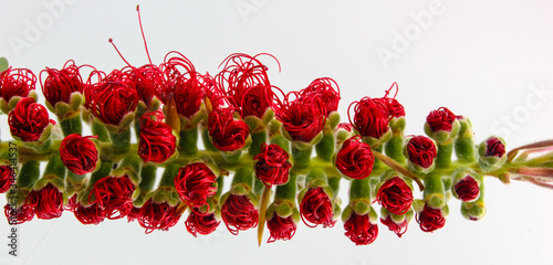 panoramic closeup of unopened red crimson hairs and bristles of a bottle brush tree flower. Callistemon. Isolated on a white background.