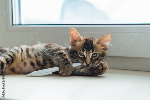 Cute charcoal bengal kitty cat laying windowsill and playing with a pen.