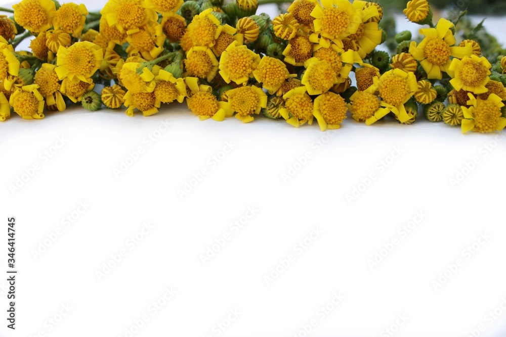 Frame of meadow grass and yellow daisies isolated on white with copy space for text. Yellow flowers lined up on a white background. Background for postcards for Mother's Day, St. Valentine.
