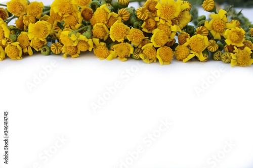 Obraz na płótnie Frame of meadow grass and yellow daisies isolated on white with copy space for text. Yellow flowers lined up on a white background. Background for postcards for Mother's Day, St. Valentine. w salonie
