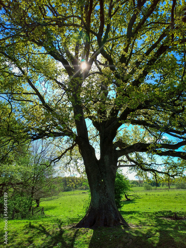 Old oak in Schleswig-Holstein in Germany