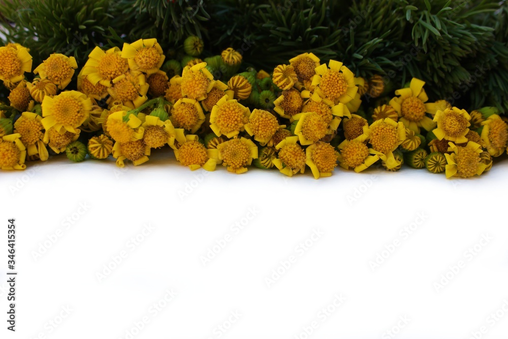 Frame of meadow grass and yellow daisies isolated on white with copy space for text. Yellow flowers lined up on a white background. Background for postcards for Mother's Day, St. Valentine.