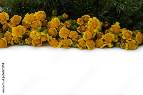 Obraz na płótnie Frame of meadow grass and yellow daisies isolated on white with copy space for text. Yellow flowers lined up on a white background. Background for postcards for Mother's Day, St. Valentine. w salonie