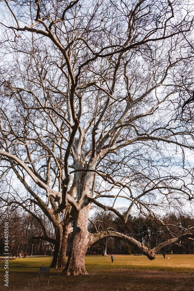 Old trees in the park of Margaret island Old trees in the park of Margaret island