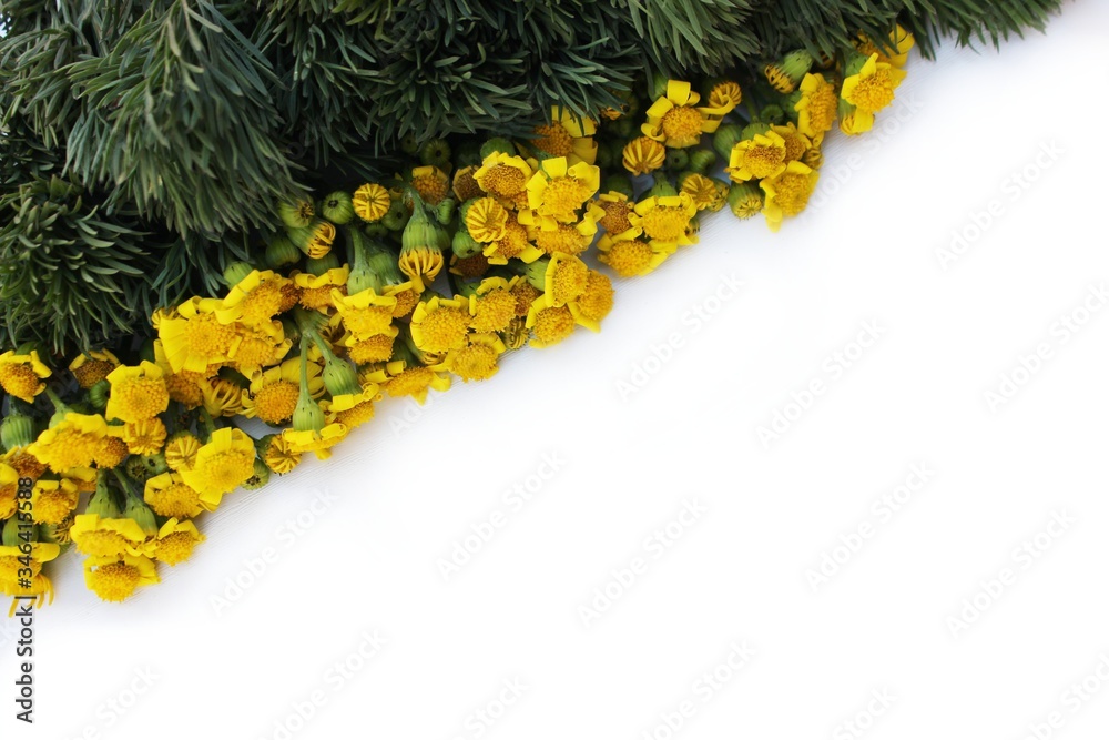 Frame of meadow grass and yellow daisies isolated on white with copy space for text. Yellow flowers lined up on a white background. Background for postcards for Mother's Day, St. Valentine.