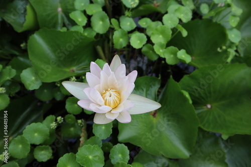 pink water lily