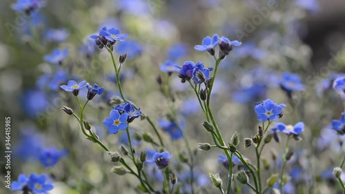 Forget me nots moving on a gentle breeze