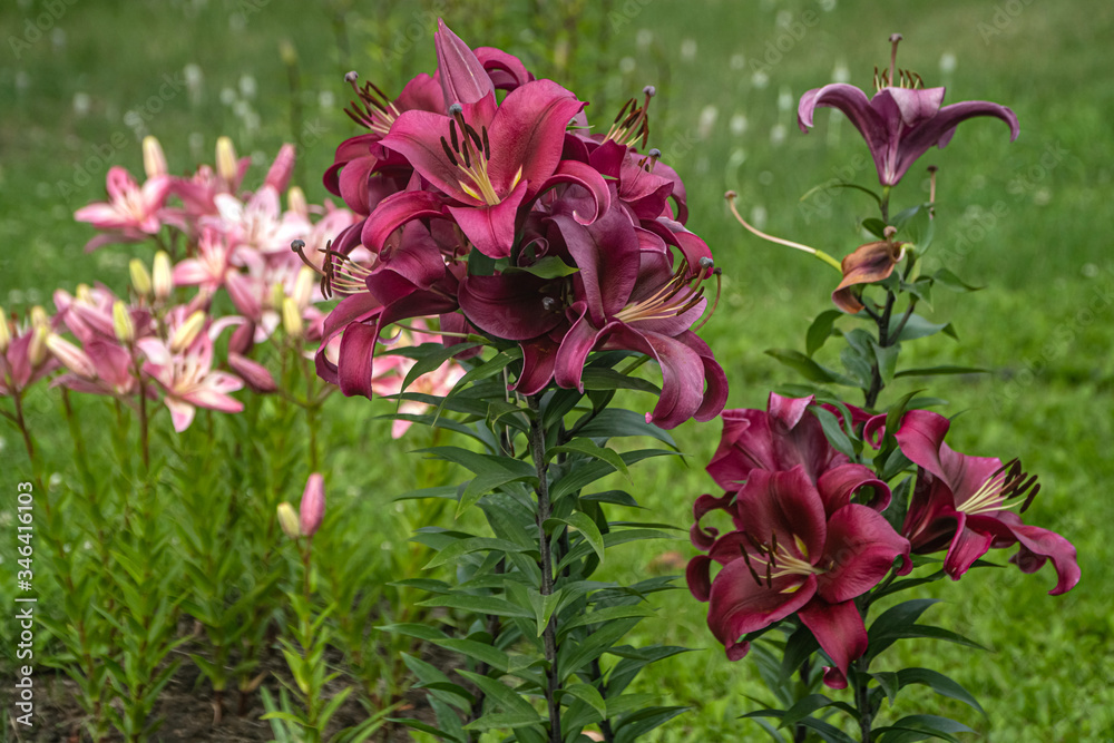 A group of dark fuschia lilies against the light pink lillies growing in the garden. Dark pink asian hybrid lily flowers on a blurred green grass background.