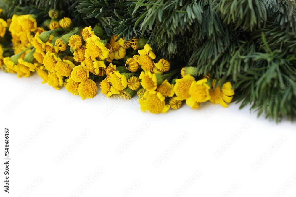 Frame of meadow grass and yellow daisies isolated on white with copy space for text. Yellow flowers lined up on a white background. Background for postcards for Mother's Day, St. Valentine.