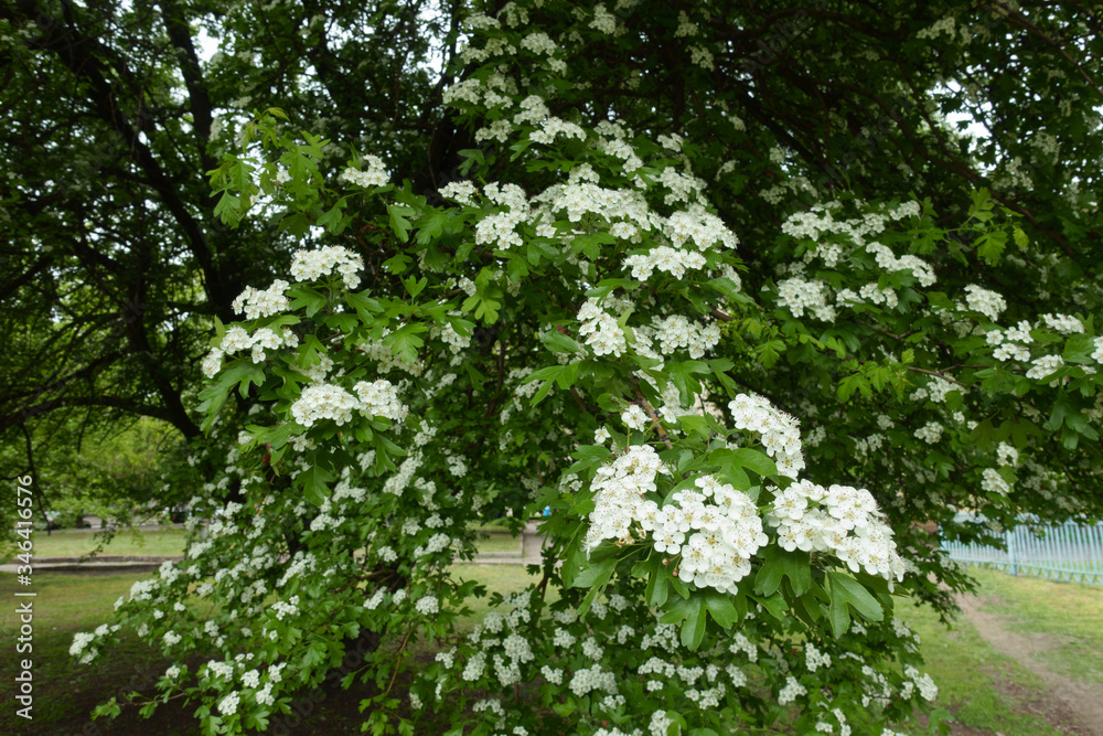 Branch of blossoming Crataegus monogyna tree in May Branch of blossoming Crataegus monogyna tree in May