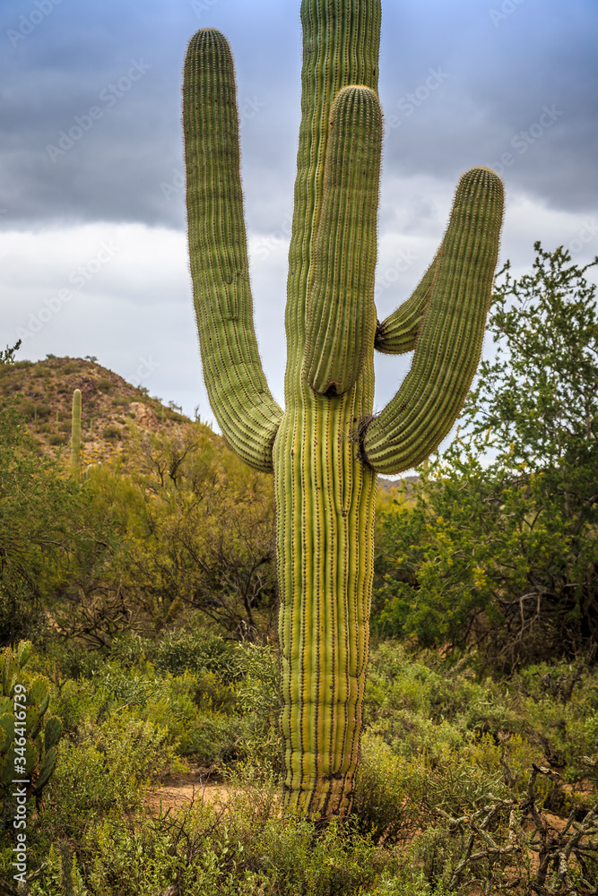 Saguaro Cactus Fields, Saguaro National Park, Arizona