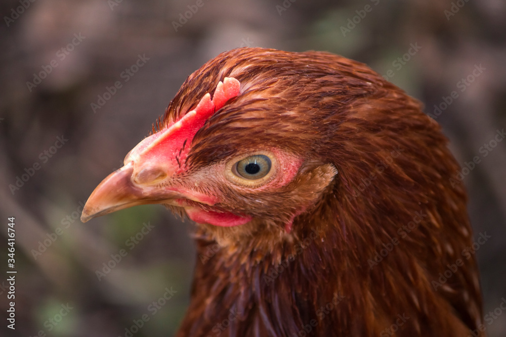 a chicken looks into the frame, head close-up on a village farm