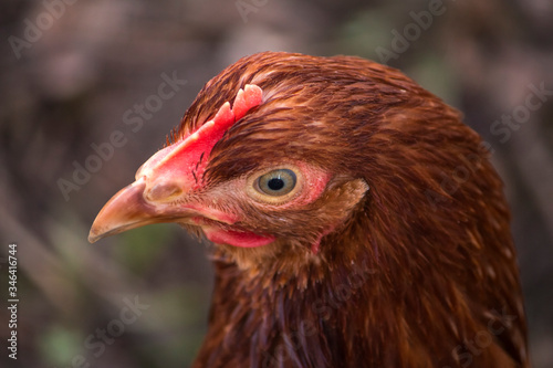 a chicken looks into the frame, head close-up on a village farm