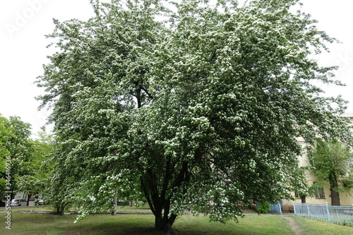 Tree of Crataegus monogyna in full bloom in May photo