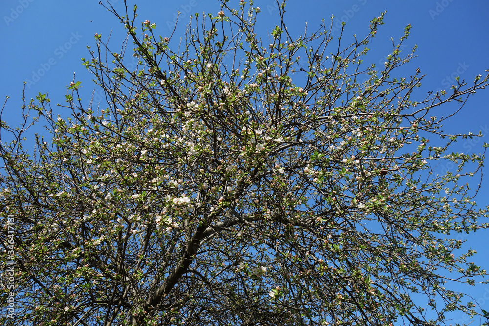Apple tree branches bloom in a fantastic spring Apple tree branches bloom in a fantastic spring